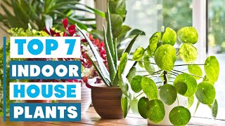 Top 7 Best Indoor House Plants for Easy Care & Style
