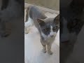A Grey Tuxedo Cat Fancycat Tuxedocat Cats Catlover Catshorts Gatto