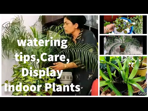 Shine indoor plants, tips for watering, care & display Video