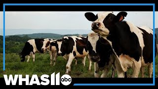 President Trump threatens 250% surcharge on dairy from Canada