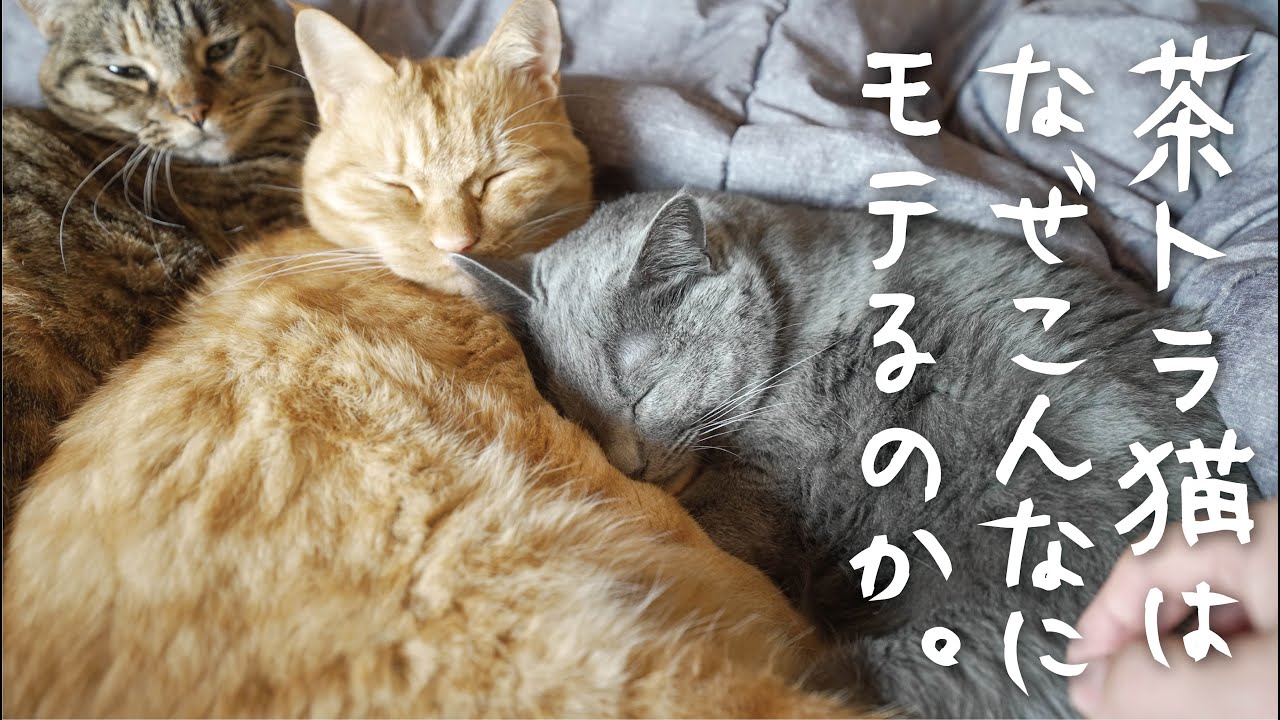 モテモテな茶トラ猫。