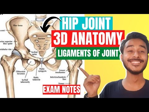 Hip Joint Anatomy 3D | Ligaments of hip joint anatomy in hindi | Hip Joint Ligaments Anatomy