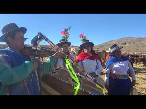 Herranza vaca por Pararani Pullo Parinacochas Ayacucho 2026