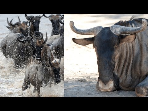 The Serengeti Wildebeest