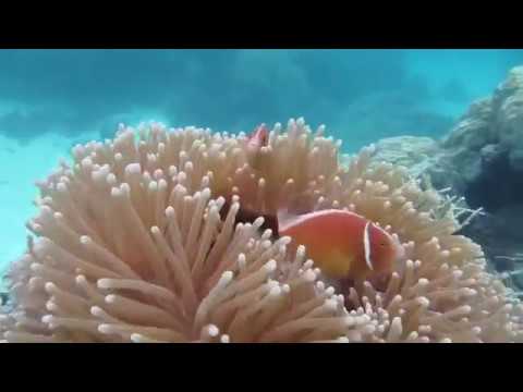 Scuba Diving the Great Barrier Reef Cairns Australia (Agincourt Reef)