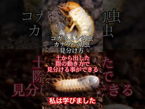 庭でカブトムシとコガネムシの幼虫を見分ける方法 違いは何ですか