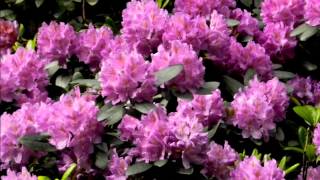 Wedding Cake   Connie Francis