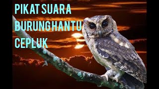 Download lagu BURUNG HANTU || PIKAT SUARA BURUNG HANTU ( CEPLUK) @mastengnex mp3