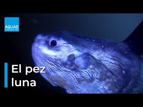 Mola mola