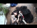 Barneys Doll Dreams