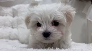 マルチーズの動画01