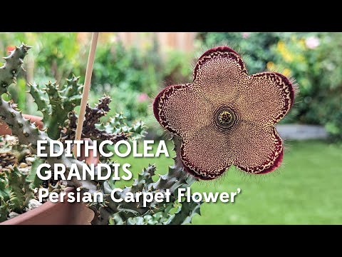 It finally flowered! The magical Edithcolea grandis 'Persian Carpet Flower'