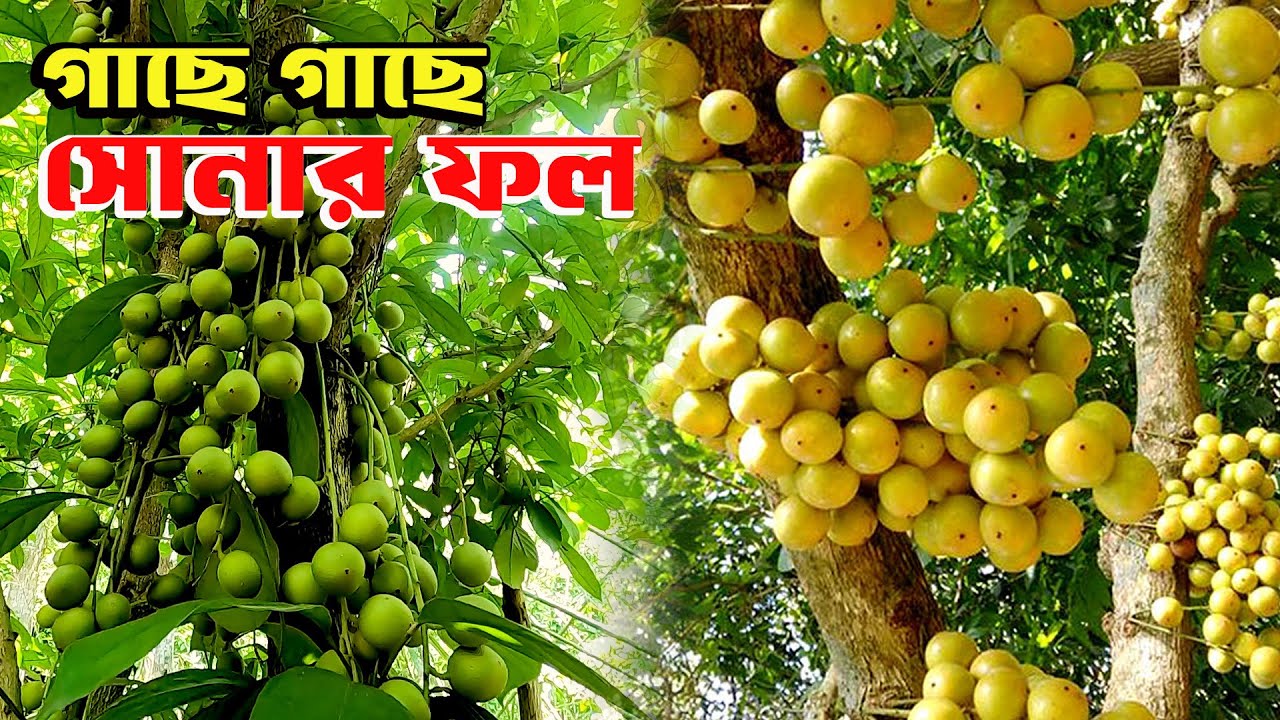 লটকন চাষ করে লাখপতি