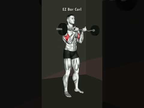 The EZ Bar Curl is a great Upper Arm exercise - Save and try your next workout