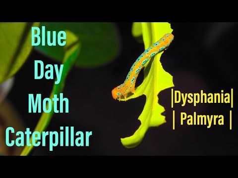 Blue Day Moth ( Dysphania Palmyra ) Caterpillar | The Most Amazing Caterpillar ! |#MenulaVideography