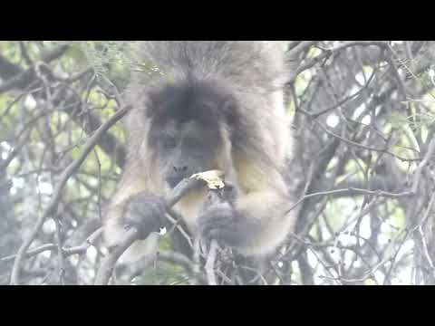 Paraguayan Howler, Alouatta caraya, Avia Terai, Chaco, Argentina, 8 Febr 2026