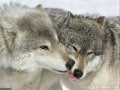 Волк и волчица 