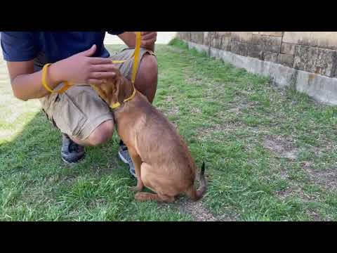 Video of adoptable pet named *Carleigh