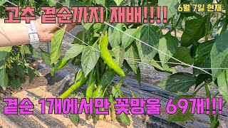 고추 곁순까지 재배하면 다수확 가능!! 단, 비분을 시기적절하게 잘 밀어줘야 합니다!!