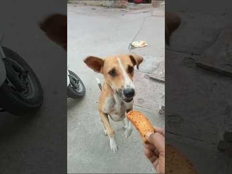 #dog #dogshorts #doglover#labrador #puppy #pets #animals #shorts #shortsfeed #youtubeshorts