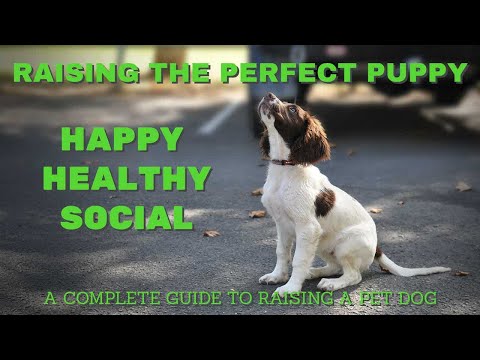 Puppy Training - The complete guide from start to finish!