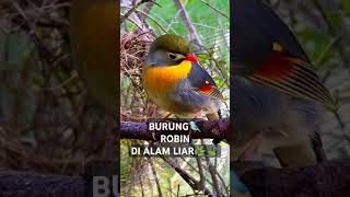 Download lagu 🐦BURUNG ROBIN GACOR DI ALAM LIAR #kicaumania #masteran #burung mp3