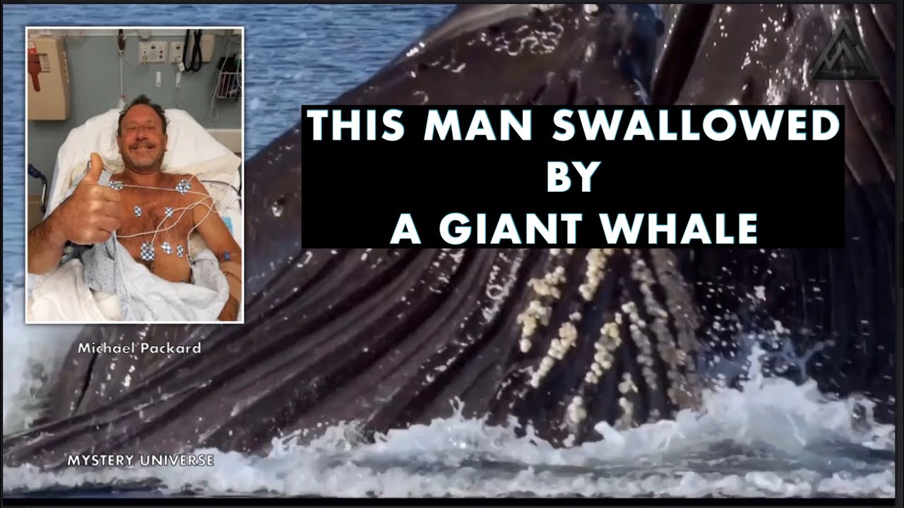 Diver Swallowed Down by Humpback Whale Survives@MysteryUniverse