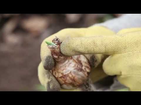 comment traiter les arbres fruitiers au printemps