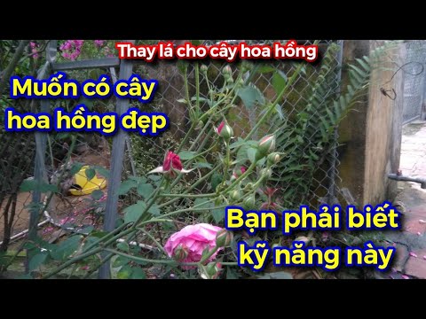 Thay bộ lá mới cho cây hoa hồng kỹ năng không phải ai cũng biết