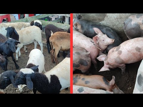 Feira do porco e carneiro Capoeiras-PE 12/6/2026