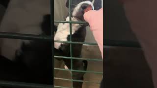 Video preview image #1 Mutt Puppy For Sale in Piedmont, MO, USA