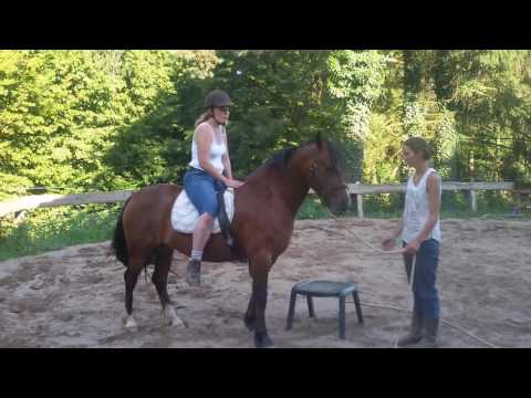 Jungstute May wird eingeritten: Heute erstes Aufsitzen