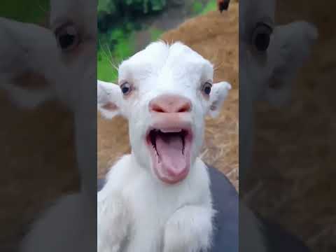 VVG:  Thief And The Good Goat #funny #shorts