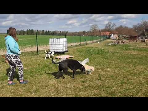 Postavme společně útulek pro kočky a psy