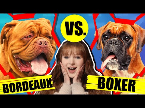 DOUGE DE BORDEAUX VS BOXER