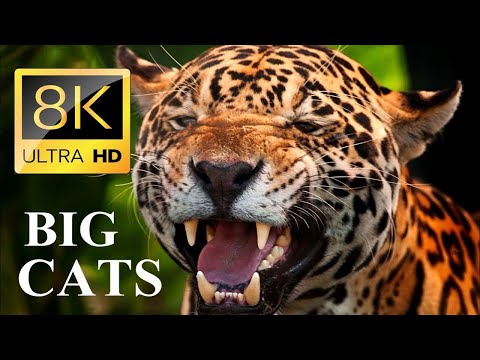 BIG CATS 8K Ultra HD – Tiger, Lion, Cheetah, Leopard, Jaguar, Lynx