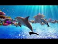 Dolphin Dance Video Dance Cartoon Kids