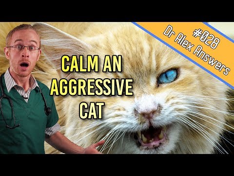 Stop Your Aggressive Male Cat Biting (and keep them relaxed) - Cat Health Vet Advice