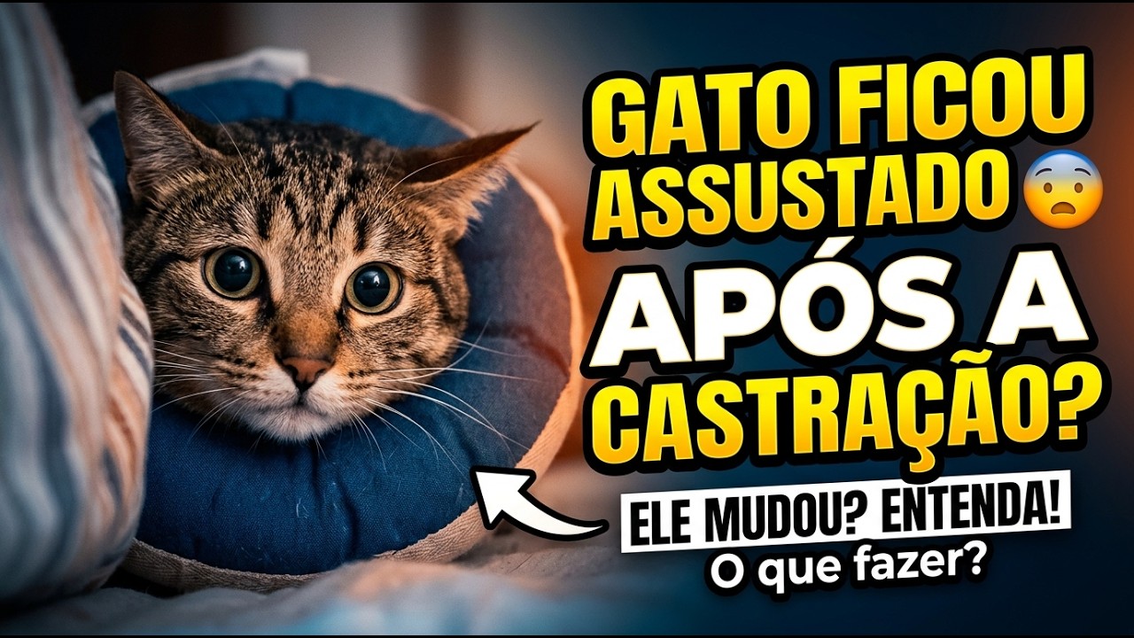 ALERTA ⚠️ GATO MUDOU, FICOU BRAVO, ASSUSTADO APÓS A CASTRAÇÃO - Gatil Hauser