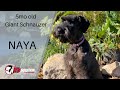 5MO OLD GIANT SCHNAUZER 'NAYA'/DOG TRAINING 5MO OLD GIANT SCHNAUZER 'NAYA'/DOG TRAINING