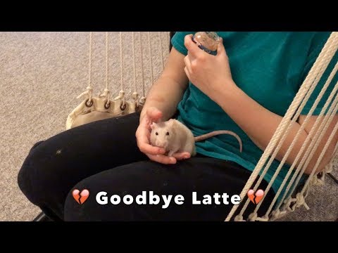 I'm So Sorry...Goodbye Latte 💔