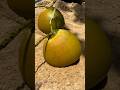 Best Brown Coconut S Water Fresh