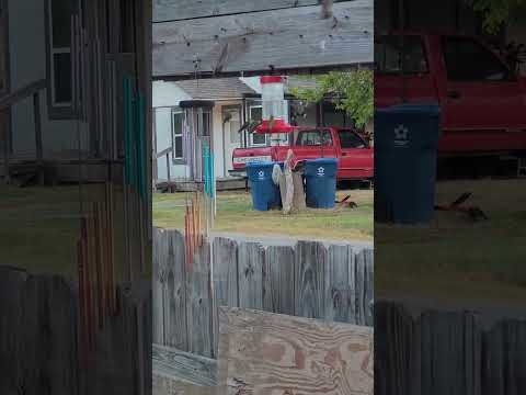 Hummingbirds in South Texas