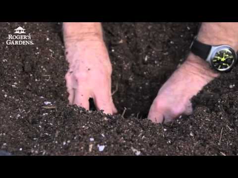 download lagu mp3 mp4 Growing Dahlias, download lagu Growing Dahlias gratis, unduh video klip Growing Dahlias