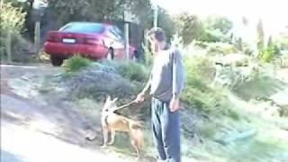 DINGO COYOTE NEEDS A HOME!!