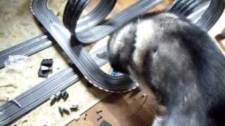 Siberian Husky vs. Subaru Impreza Slot Car