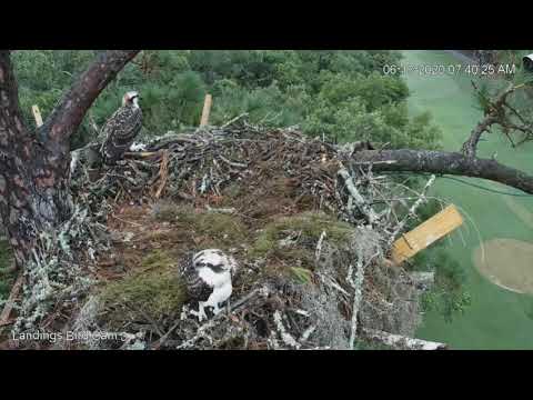 Early morning pre-fledge activities, 6/13/20 - Savannah osprey nest