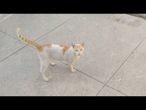 Feral Cat Blocking My Way And Begging For Food