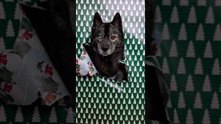 A Magical Christmas Eve Story with my Dogs! Twas the Night Before Christmas 🎄