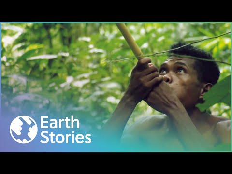 How Indigenous Tribes Live In Malaysia | Man Hunt | Earth Stories